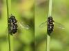 Paragus sp.